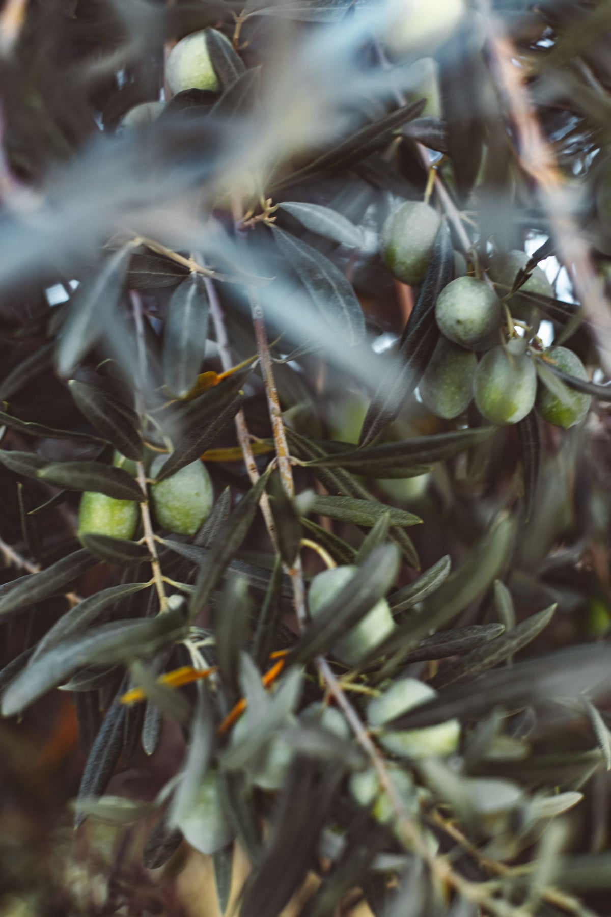 Ramo de oliveira com azeitonas e folhas verdes.